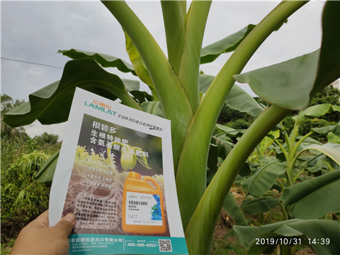 葉面肥，微生物菌劑，硼肥，水溶肥