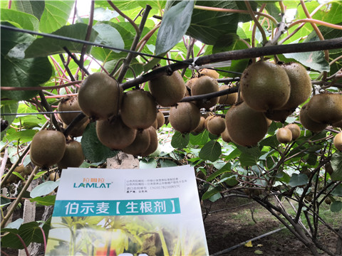 微生物菌劑，生根劑，伯示麥，拉姆拉