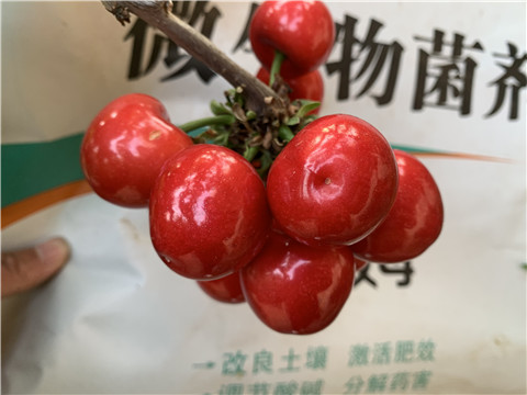 水溶肥，拉姆拉，翠姆