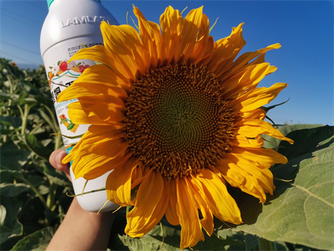 葵花種植,水溶肥廠家,翠姆水溶肥